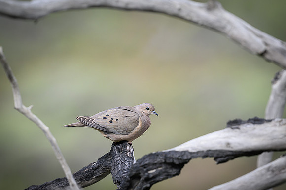 Ground Dove