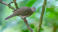 Palid Dove