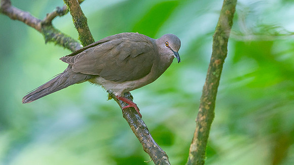 Palid Dove