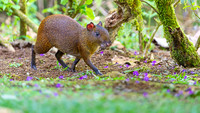 Central American Agouti