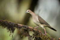 Palid Dove