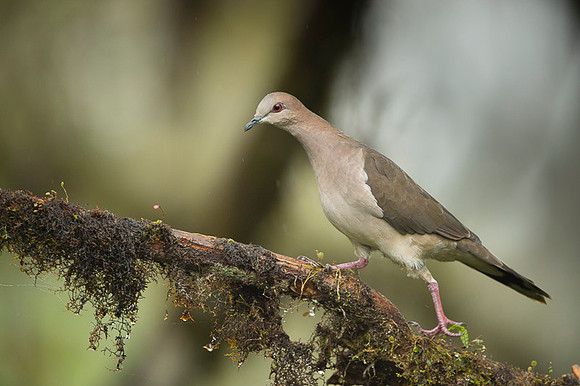 Palid Dove