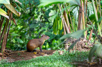 Central American Agouti