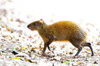 Central American Agouti