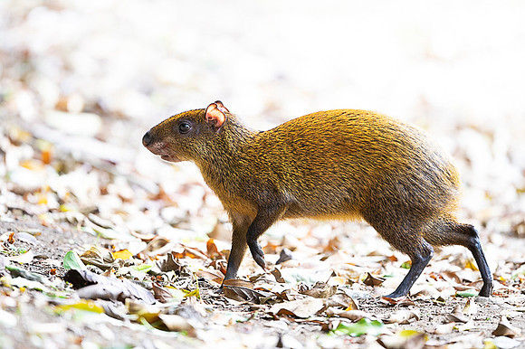 Central American Agouti