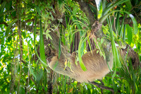 Hoffmann's Two-toed SlothSloth