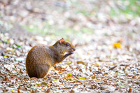 Central American Agouti