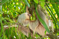 Hoffmann's Two-toed SlothSloth