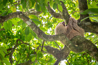 Hoffmann's Two-toed SlothSloth