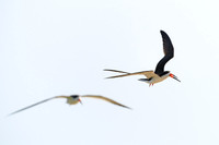 Black Skimmer