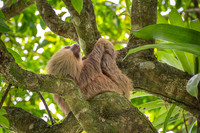 Hoffmann's Two-toed SlothSloth
