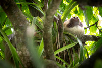 Hoffmann's Two-toed SlothSloth