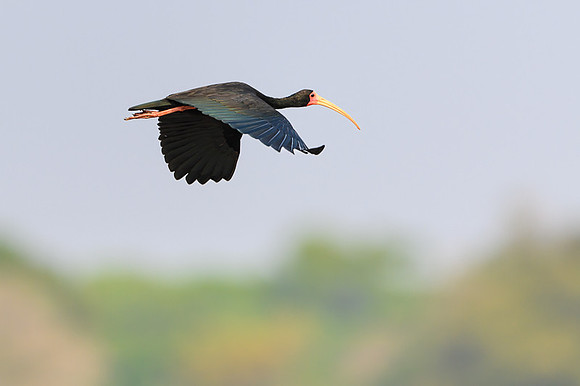 Bare-faced Ibis