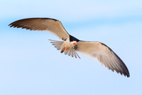 Black Skimmer