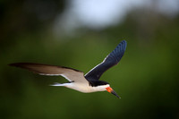 Black Skimmer