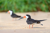 Black Skimmer