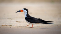 Black Skimmer