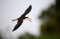 Black Skimmer