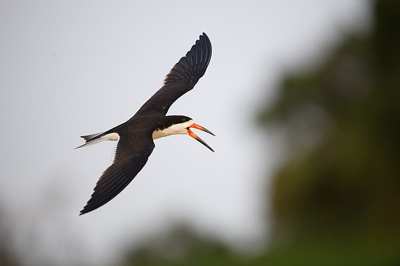 Black Skimmer