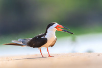 Black Skimmer