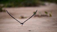 Black Skimmer