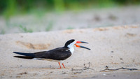 Black Skimmer