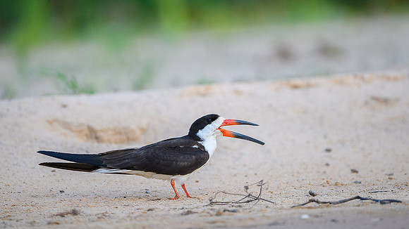 Black Skimmer
