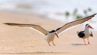 Black Skimmer