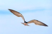 Black Skimmer