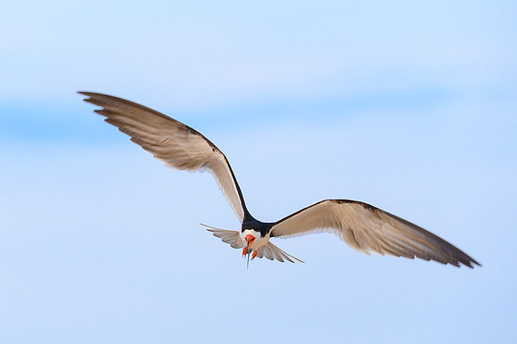 Black Skimmer