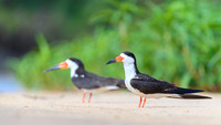 Black Skimmer