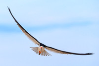 Black Skimmer