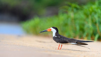 Black Skimmer