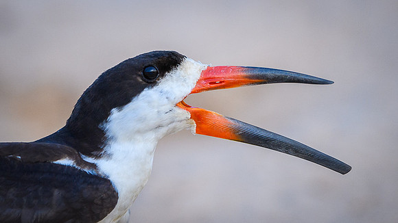 Black Skimmer