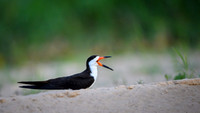 Black Skimmer