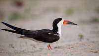 Black Skimmer