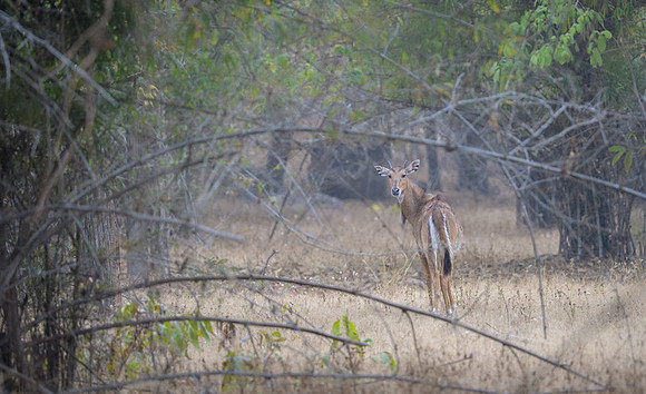 Antelope