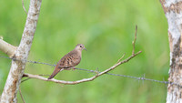 Inca Dove