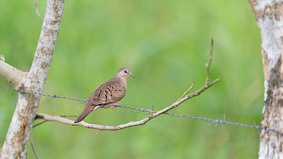 Inca Dove