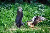Black Vulture