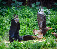 Black Vulture