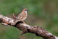 Tree Sparrow / Mazurek