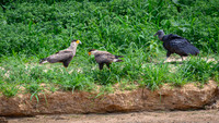 Black Vulture