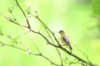 Lesser Goldfinch