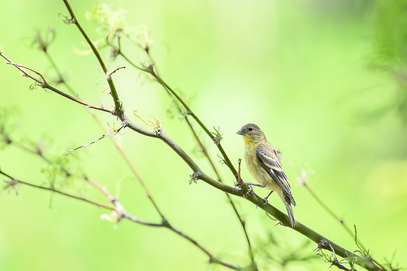 Lesser Goldfinch