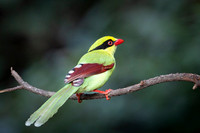 Green magpie