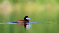 Ruddy duck
