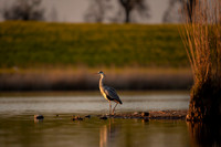 Grey heron / Czapla siwa