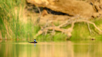 Ruddy duck