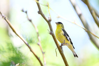 Lesser Goldfinch